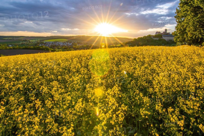 Landscape at sunrise. Beautiful morning landscape with fresh yellow rape fields in spring. Small castle in the yellow fields on a hill. Historic Ronneburg Castle in the middle of nature, Ronneburg, Hesse, Germany, Europe