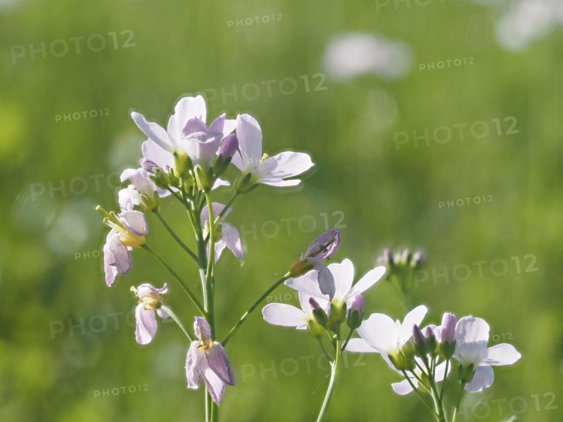 Cuckoo flower (Cardamine pratensis), Leoben, Styria, Austria, Europe