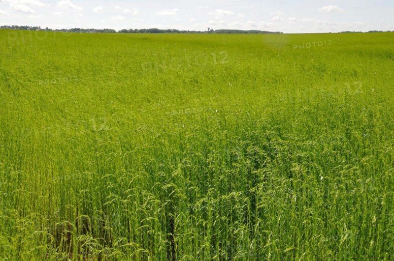 Flax field