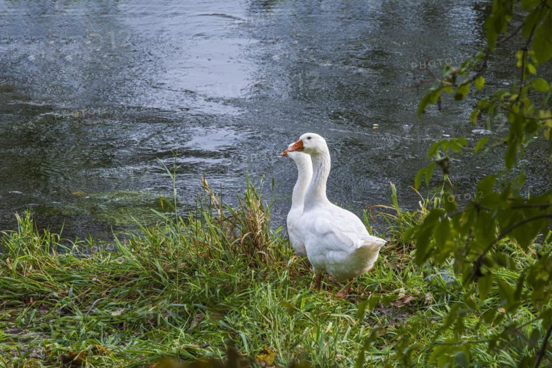 Pair of geese at the edge of a body of water, on the banks of the Danube near Berg, Ehingen, Baden-Wuerttemberg, Germany, Europe