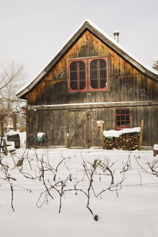 Vitis labrusca, Grapevine plantation and old wooden rustic barn with red trimmed windows in backyard garden in winter, Quebec, Canada, North America