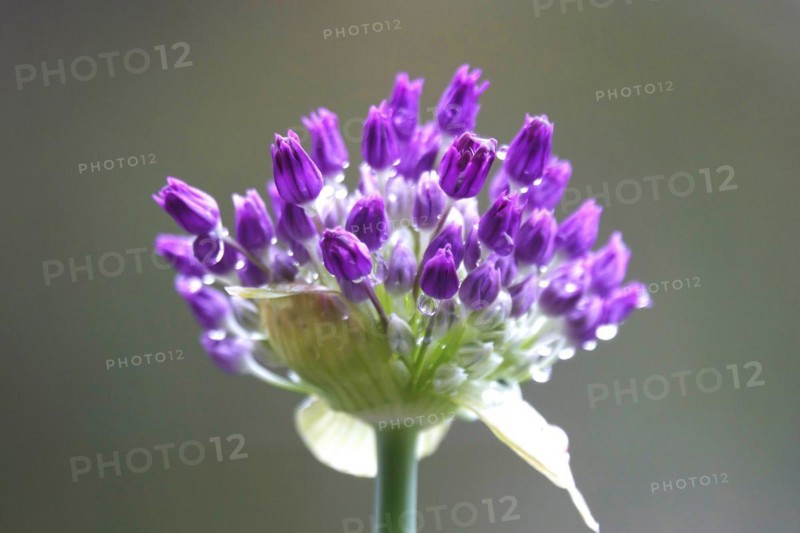Ornamental leek (Alium), water droplets, spring, Germany, Europe