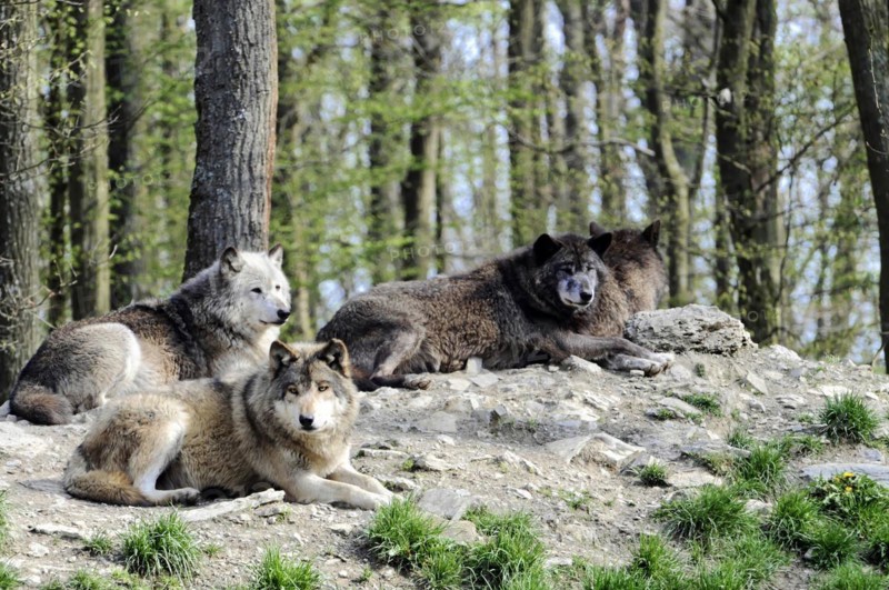 Mackenzie valley wolf (Canis lupus occidentalis), Captive, Germany, Europe, Three wolves resting relaxed in a forest clearing, zoo, Baden-Wuerttemberg, Europe