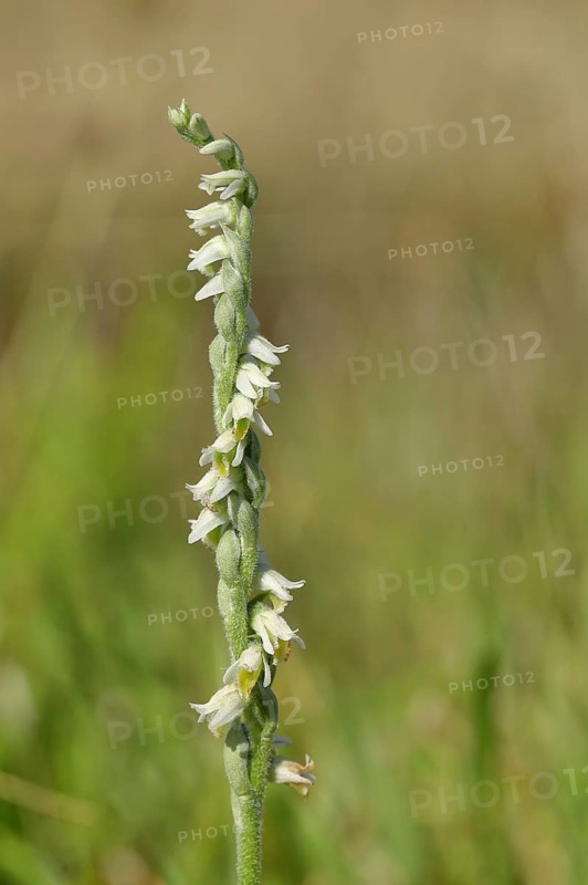 Autumn helleborine (Spiranthes spiralis), autumn helleborine, small orchids, very rare, flowering panicle on a nutrient-poor meadow, close-up, Hesse, Germany, Europe