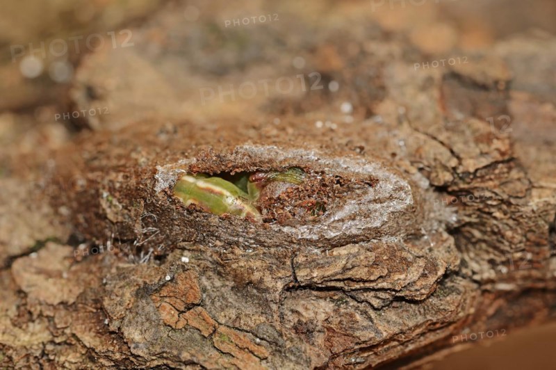 Sallow kitten moth (Furcula furcula), caterpillar building cocoon, North Rhine-Westphalia, Germany, Europe