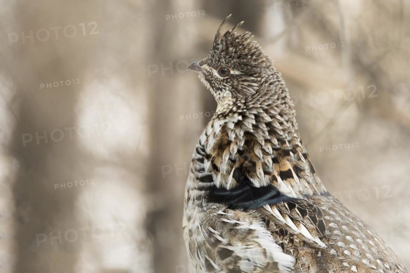 Ruffed grouse (Bonasa umbellus), male standing on a trunk, close-up, La Mauricie national park, Province of Quebec, Canada, North America
