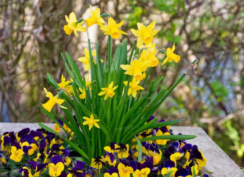 Daffodils (Narcissus pseudonarcissus) and pansies (Viola tricolor)