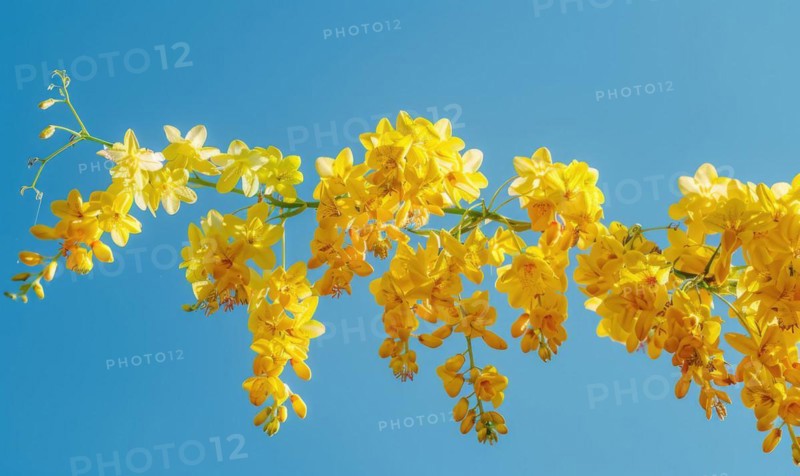 Laburnum flowers with their vibrant color contrasting against a blue sky AI generated