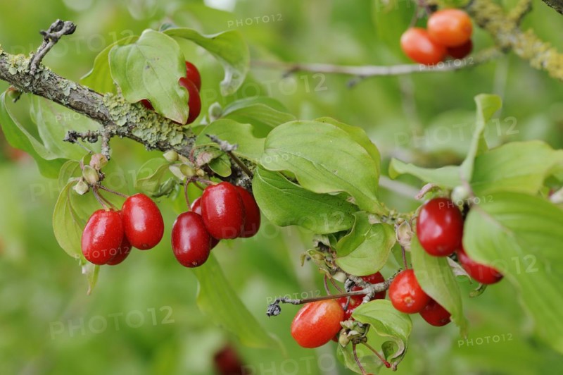 Cornelian cherry (Cornus mas), branch with fruit, North Rhine-Westphalia, Germany, Europe