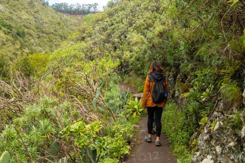 Woman walking along a path in the Laurisilva forest of Los tilos de Moya, Gran Canaria