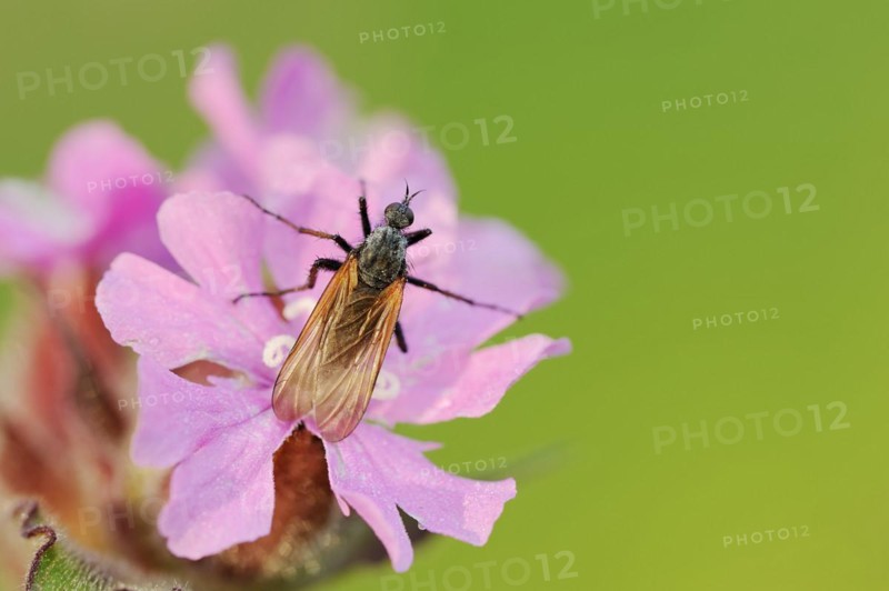 Empis tessellatav (Empis tessellata) on a flower of the red campion (Silene dioica), flowers, North Rhine-Westphalia, Germany, Europe