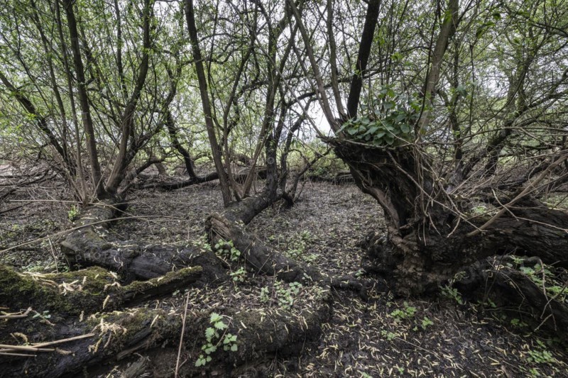 Old willows (Salix alba) in the quarry forest, Emsland, Lower Saxony, Germany, Europe