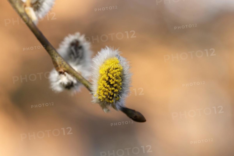 Flowering goat willow (Salix caprea), flower catkins with pollen on a branch, close-up, North Rhine-Westphalia, Germany, Europe