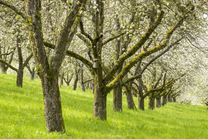 Orchard meadow, blossoming apple trees, nesting box, Baden, Wuerttemberg, Germany, Europe