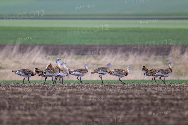 Several great bustards (Otis tarda) in a field, cockerels, Lower Austria, Austria, Europe
