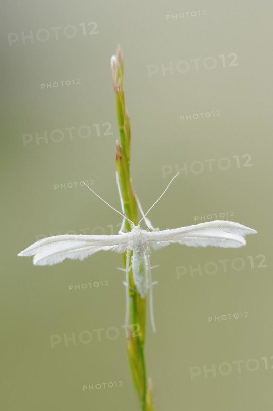White bindweed moth or sloe ghost (Pterophorus pentadactyla, Pterophorus pentadactylus), North Rhine-Westphalia, Germany, Europe