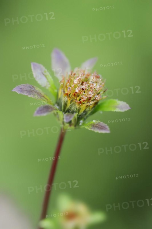 Black-fruited two-tooth (Bidens frondosa, Bidens melanocarpus), flower, North Rhine-Westphalia, Germany, Europe
