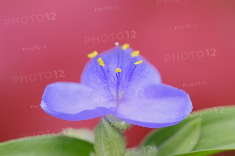 Garden three-master flower (Tradescantia andersoniana), flower, ornamental plant, North Rhine-Westphalia, Germany, Europe