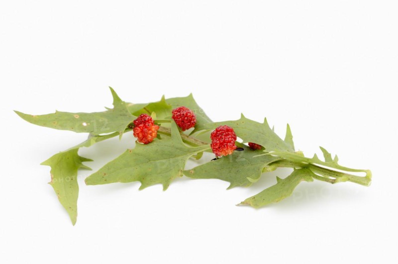 Strawberry spinach (Chenopodium foliosum, Blitum virgatum), leaves and fruits on a white background, vegetable and ornamental plant