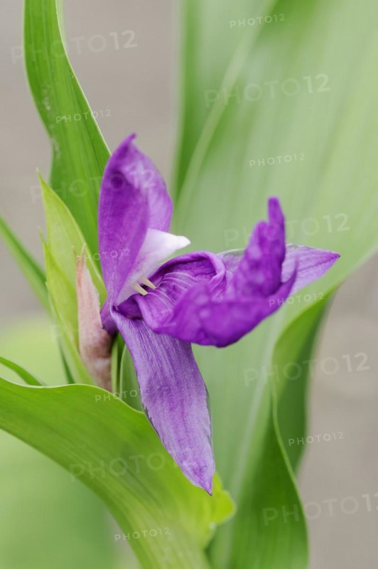 Chinese false orchid or ginger orchid (Roscoea auriculata), flower, native to China
