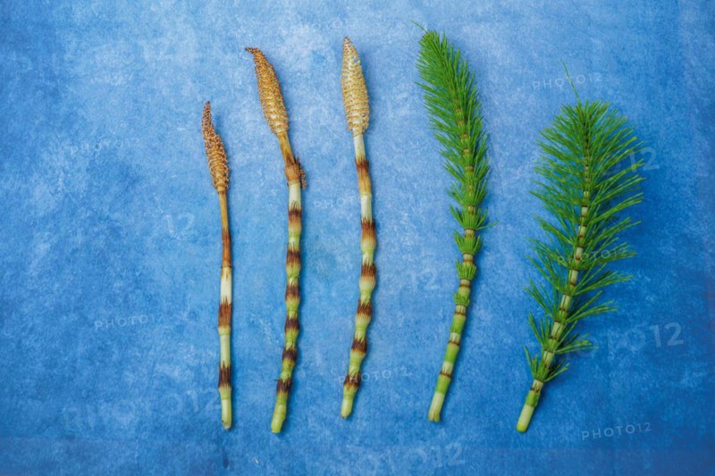 Fresh branches of the medicinal plant horsetail, Equisetum arvense, used for health care, freshly picked from the forest in various stages of growth on a blue background and copy space