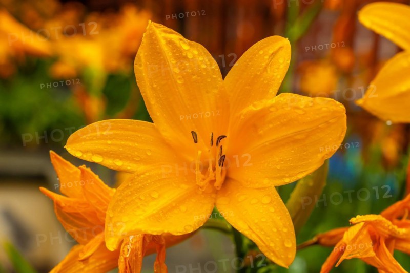 A yellow flower with dew drops on it. The flower is surrounded by other flowers