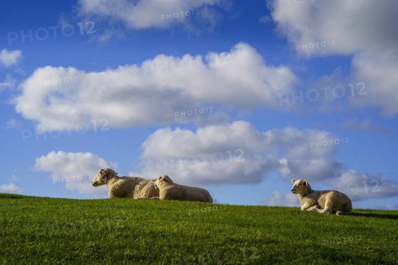 Three sheep, a ewe and two half-grown lambs, lying in the grass and resting. Blue sky with a few clouds in the background. Vestvagoya, Lofoten, Norway, Europe