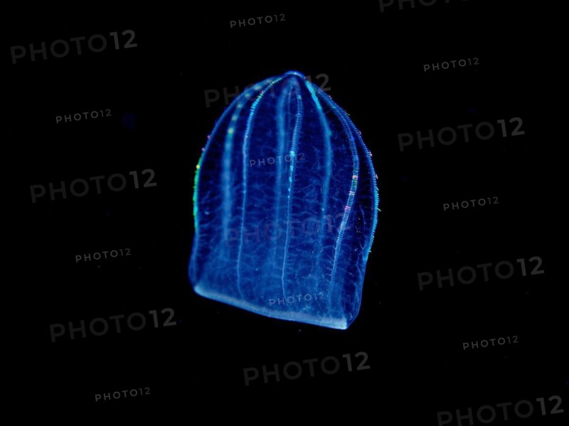 Mediterranean melon jellyfish (Beroe ovata), comb jellyfish, at night, dive site Riviera Beach, Florida, USA, North America
