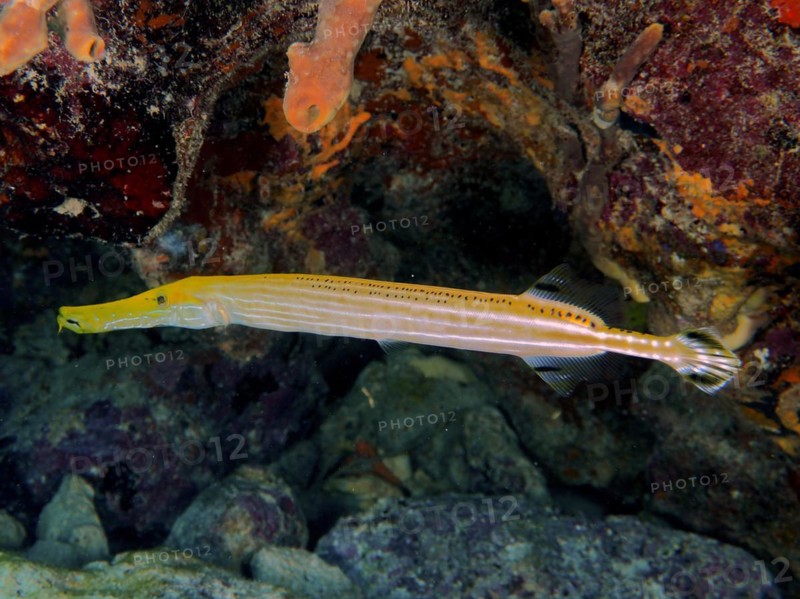West atlantic trumpetfish (Aulostomus maculatus), dive site John Pennekamp Coral Reef State Park, Key Largo, Florida Keys, Florida, USA, North America