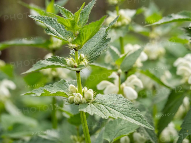 White nettle (Lamium album) in bloom, Leoben, Styria, Austria, Europe
