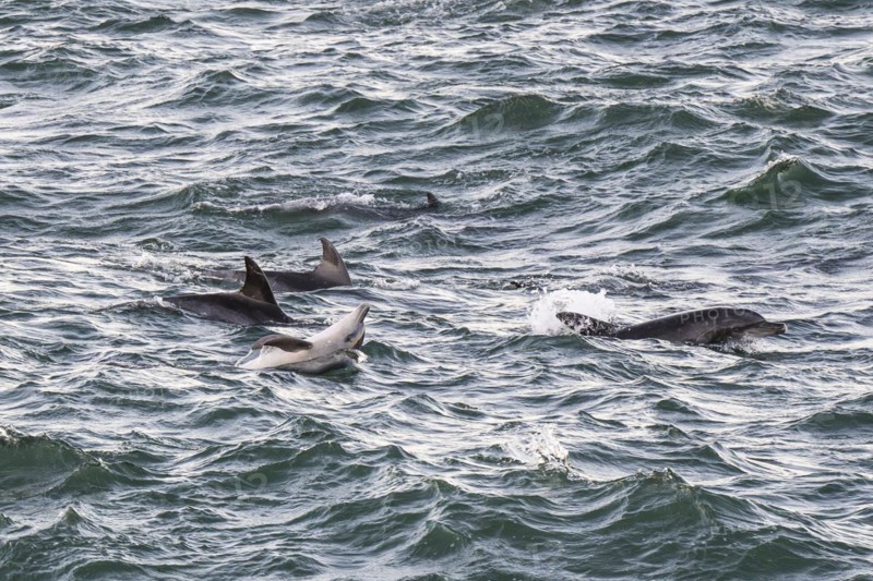 Dolphins, Bottlenose dolphins, Bay, Port Elizabeth, South Africa, Africa