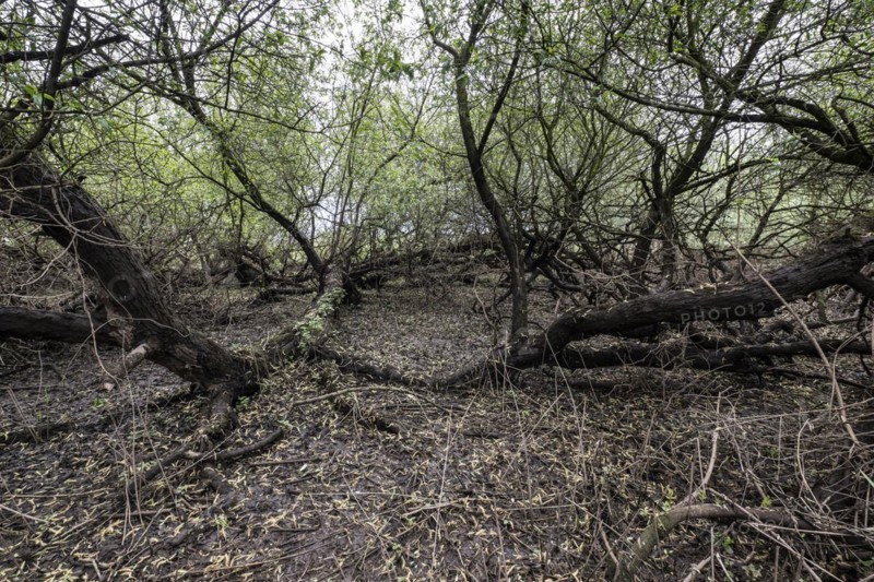 Old willows (Salix alba) in the quarry forest, Emsland, Lower Saxony, Germany, Europe