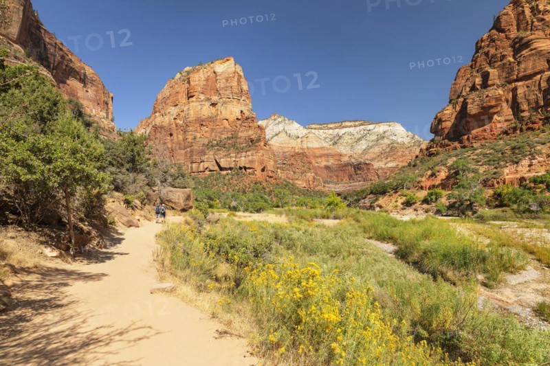 Hikers on the Angels Landing Trail, Zion National Park, Colorado Plateau, Utah, USA, Zion National Park, Utah, USA, North America