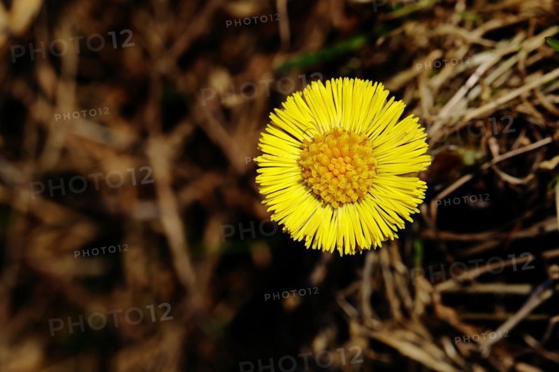 Coltsfoot (Tussilago farfara), close-up of a flower, Wilnsdorf, North Rhine-Westphalia, Germany, Europe