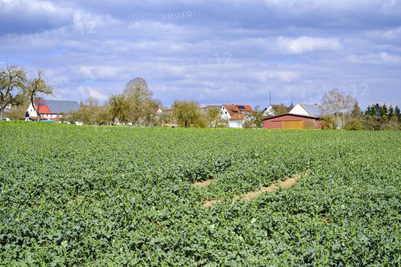 Rape field in spring in a rural setting near Talheim, Lauterach, Munderkingen, Swabian Alb, Baden-Wuerttemberg, Germany, Europe