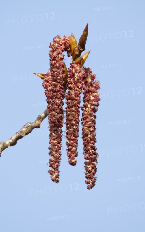 Bastard black poplar, Canadian poplar (Populus), male flowers, Thuringia, Germany, Europe