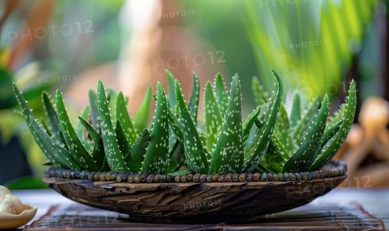 Aloe vera leaves in a pot, closeup view AI generated