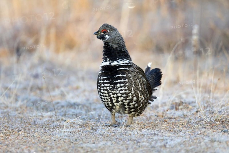 Spruce grouse (falcipennis canadensis), male standing on a forest road and watching, province of Quebec, Canada, North America