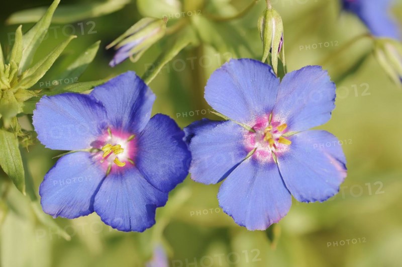 Blue pimpernel (Anagallis monellii), flowers, native to the western Mediterranean region