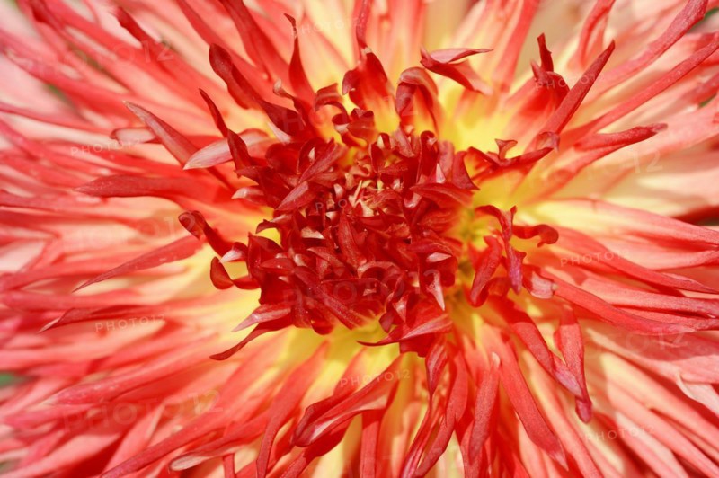 Dahlia 'Karen' (Dahlia Hybride), detail of flower, ornamental plant, North Rhine-Westphalia, Germany, Europe