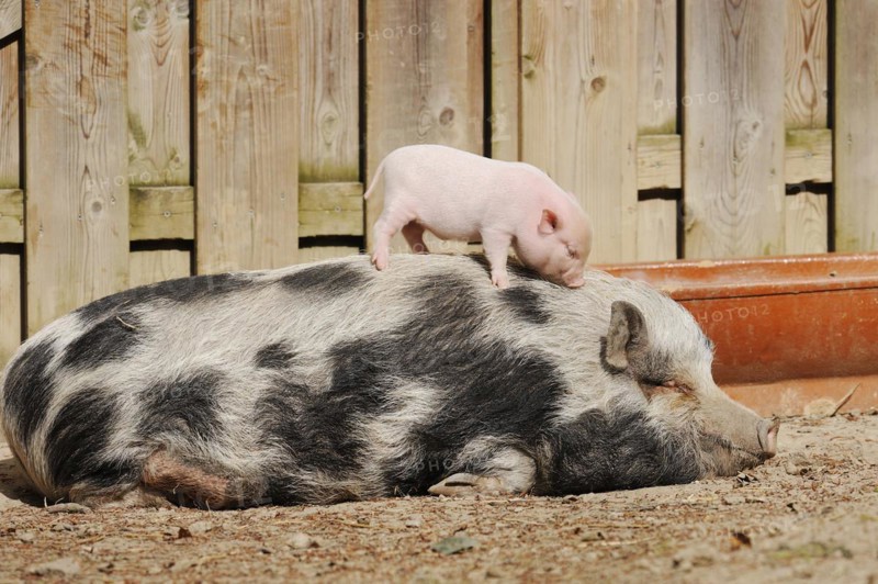 Goettingen minipig (Sus scrofa f. domestica), sow and piglet, North Rhine-Westphalia, Germany, Europe
