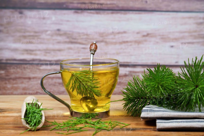 Infusion of horsetail Equisetum arvense, medicinal plant for health care with fresh branches just picked from the field