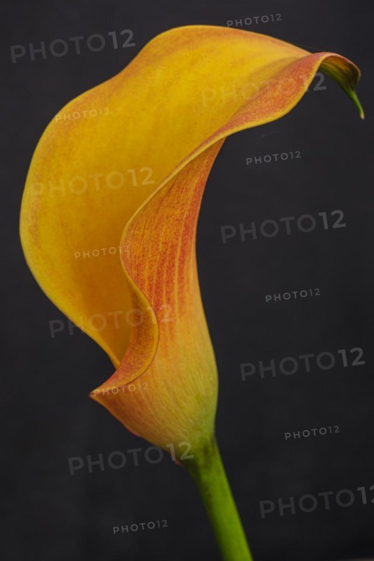 Yellow lily, Zantedeschia aethiopica, Mallorca, Balearic Islands, Spain, Europe