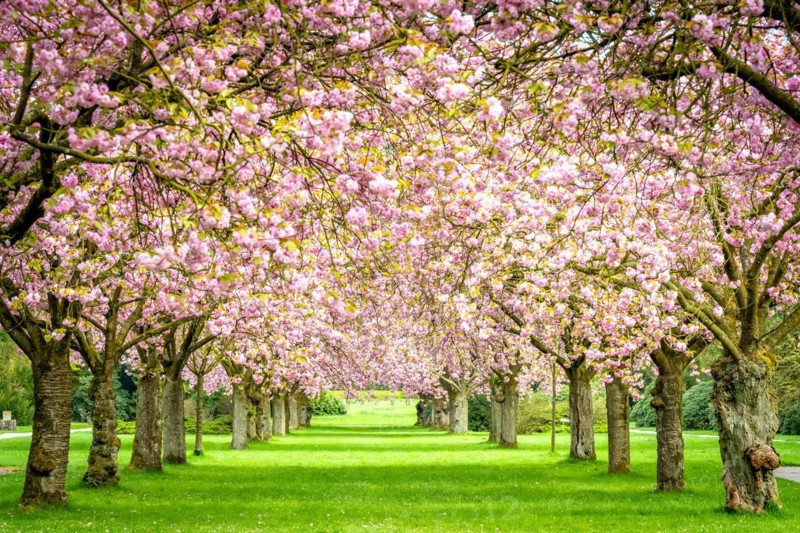 Cherry tree avenue with cherry blossoms in the main cemetery Altona, Hamburg, Germany, Europe