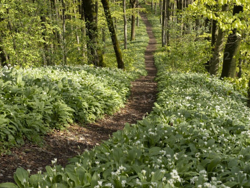 Hiking trail through the ramson (Allium ursinum) in spring through the beech forest, Teutoburg Forest, North Rhine-Westphalia, Germany, Europe