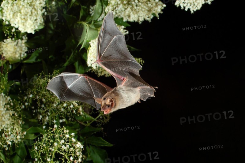 Greater mouse-eared bat (Myotis myotis) in flight hunting for insects on an elderberry bush, near Lovech, Bulgaria, Europe