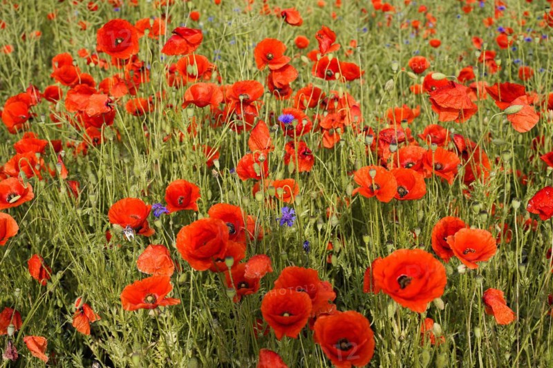 Poppy flowers (Papaver rhoeas), Baden-Wuerttemberg, Red poppies with a hint of green blowing in the wind, poppy flowers (Papaver rhoeas), Baden-Wuerttemberg, Germany, Europe