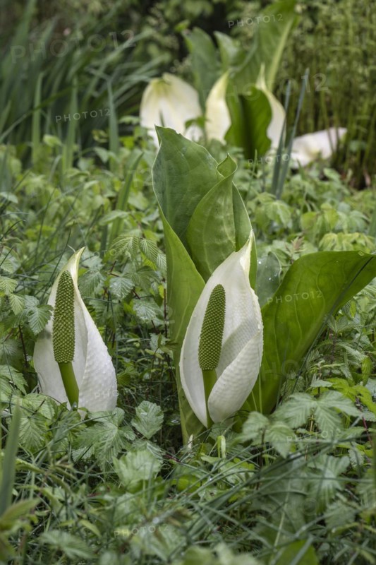 East Asian white false calla (Lysichiton camtschatcensis), Emsland, Lower Saxony, Germany, Europe
