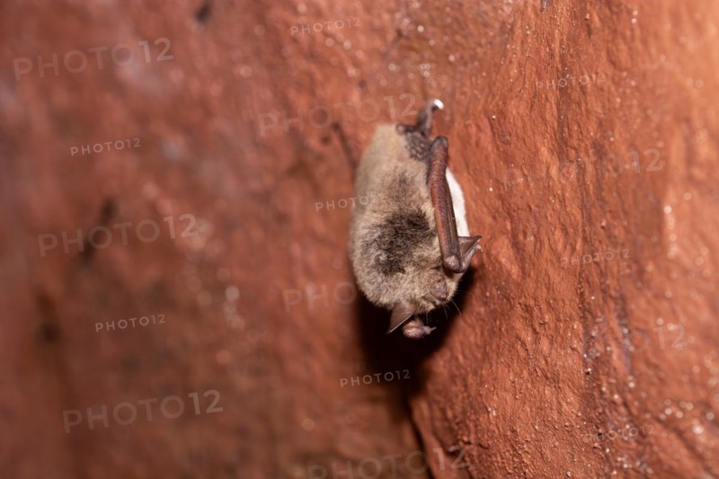 Daubenton's bat (Myotis daubentonii), hibernating in a cave, North Rhine-Westphalia, Germany, Europe