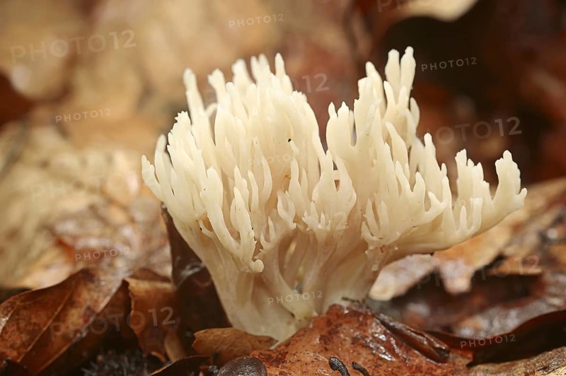 Comb-shaped coral or comb coral (Clavulina coralloides, Clavulina cristata), North Rhine-Westphalia, Germany, Europe
